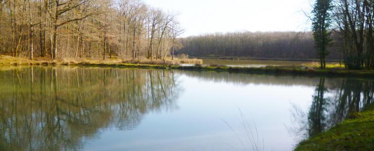 Propriété rurale avec bâtis en Charente