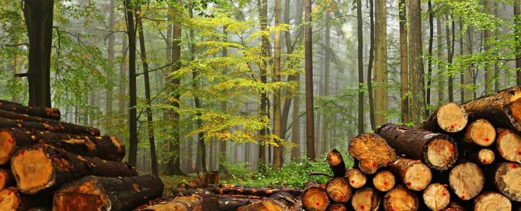 Como preparar o corte da madeira na floresta?