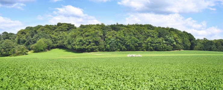 80 Somme - Des forêts recherchées pour la production de bois et la chasse