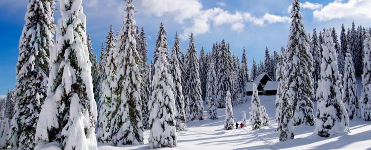 Buying a forest in Québec: Dreaming of a log cabin in Canada?