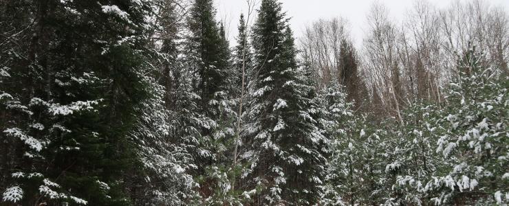 ‘Forêt de la Chasse au Chevreuil’ forest estate close to the town of Duhamel – western Quebec.