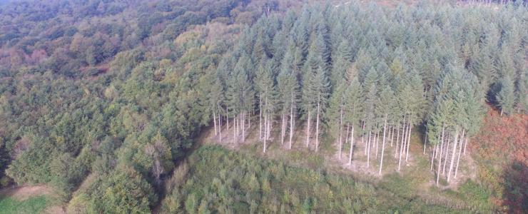 Forest estate in southwest France