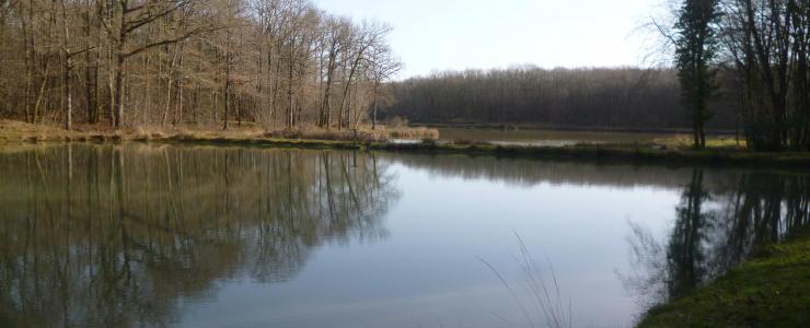 Propriété rurale avec bâtis et étang en Charente