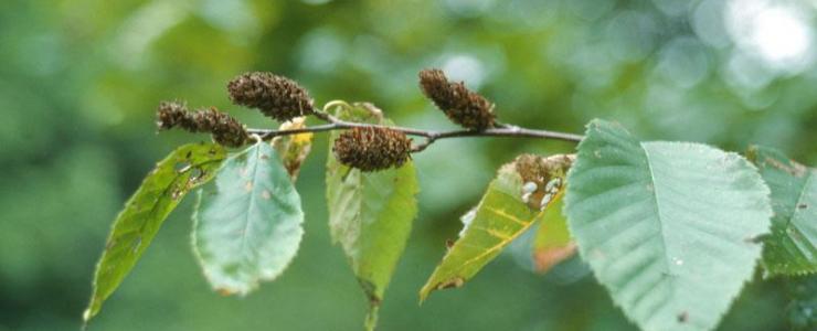 Yellow birch