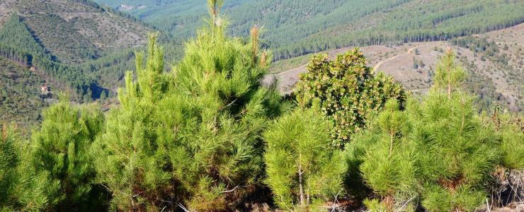 Propriedade florestal na Covilhã, em Portugal