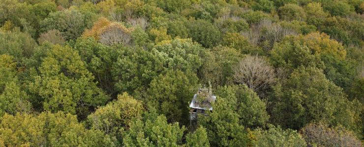 Forêt de Chênes avec palombière proche de Paris