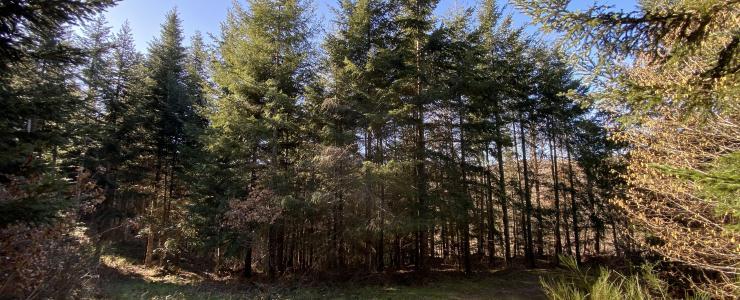 Forêt de production en Haute-Loire