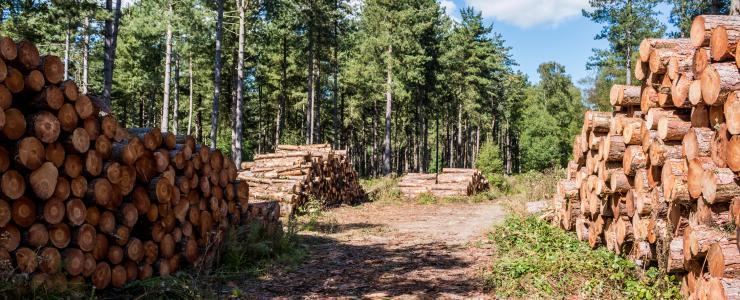 Wood sales from private forests