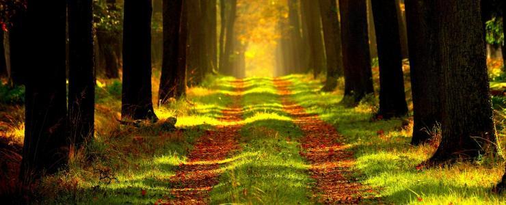 Le Marché des Forêts en France