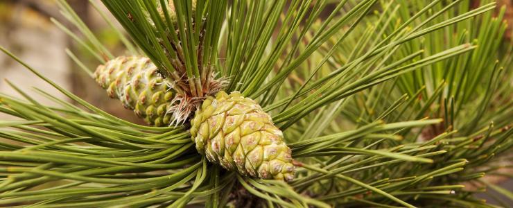 Pinus resinosa