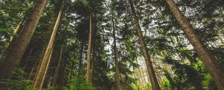 Acquérir une forêt en pleine propriété ou en copropriété?