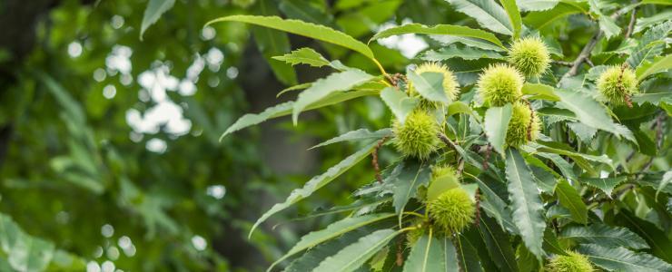 64 Pyrénées Atlantiques - Un panel d'essences qui valorise la vente de forêts