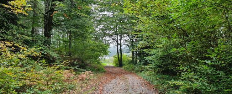 Investir en forêt : aides financières avantages fiscaux