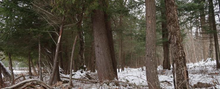 Forest estate ‘Chemin du Lac’ in eastern Canada, in the western province of Quebec