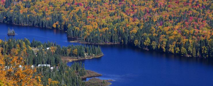 The Quebec woodlands in all their diversity