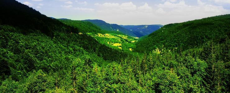 Grand Est - Forests characterized by the variety and quality of their species