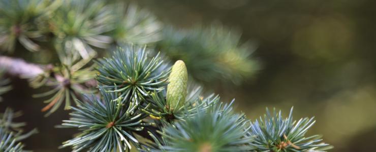 Cedro