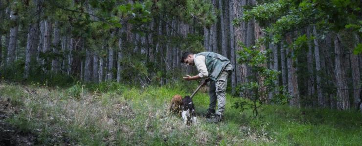 Truffle-growing and the choice of land