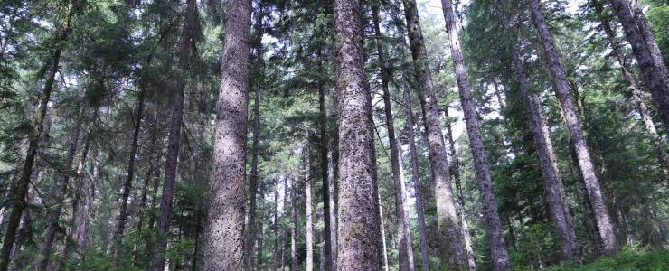 A ‘PSG’ forest management plan in a private forest