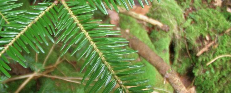 European silver fir