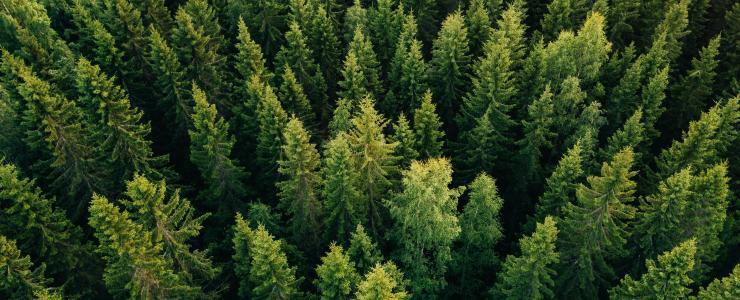 Nouvelle approche de l'expertise forestière