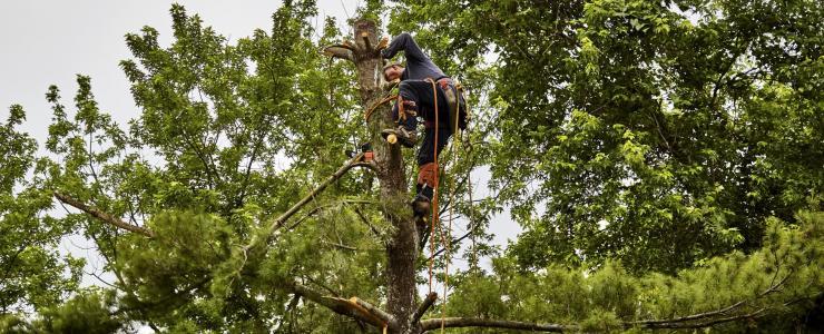 Forestry technician