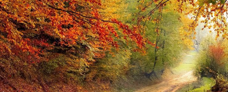 Agrupamentos Florestais de França