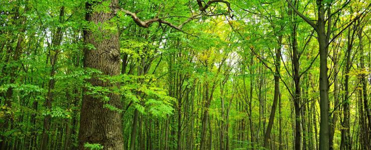 Le massif forestier Champardennais