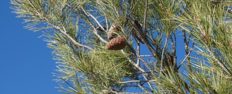 Aleppo pine