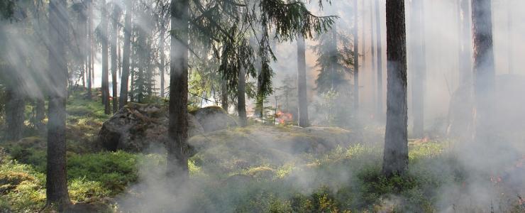 Dispositif de lutte contre les Incendies en Forêts