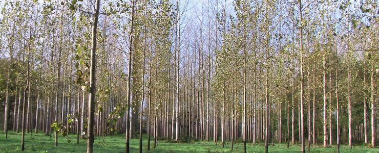 Poplar forest in Gascony