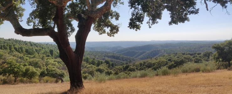 Floresta espanhola cobre 36% do país, tal como em Portugal