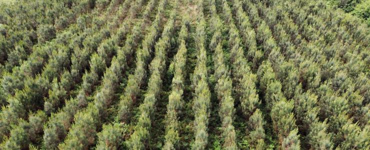 Forêt de Pins Maritimes en Dordogne