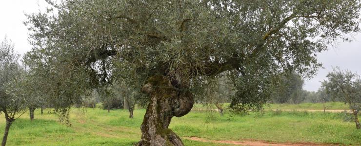 Olival situado no Alentejo a 2h de Lisboa