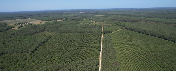 Forêt de Pin Maritime vers Bordeaux
