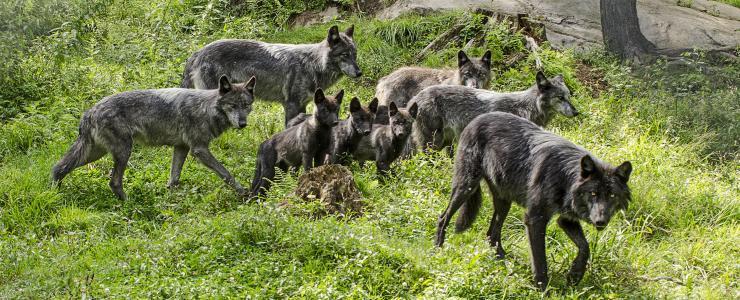 Interview with Olivier Favre, ‘Parc Oméga, the project of a lifetime’