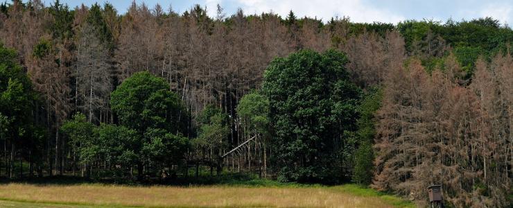Comment adapter la forêt au changement climatique ?  Recommandations