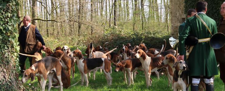 Forêt Investissement watches the start of a hunt with hounds in the Tronçais forest