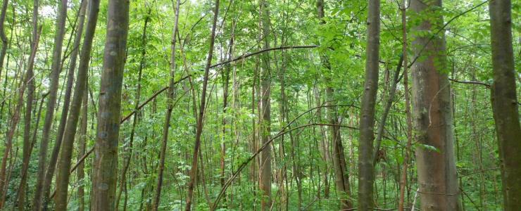 La sylviculture irrégulière, une gestion forestière écologique