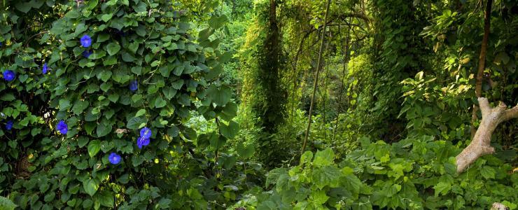 Les filières tropicales à l’épreuve de la lutte contre  la « déforestation importée »