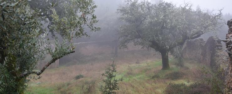 Floresta no Alto Alentejo