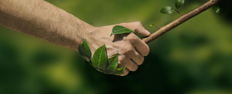 Porque segurar a sua floresta?