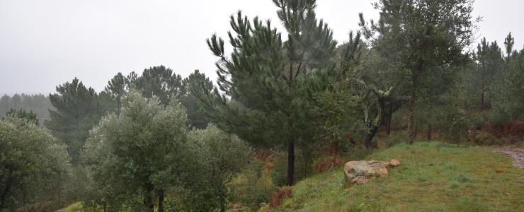 Floresta no alto Alentejo situada a 2h30 de Lisboa