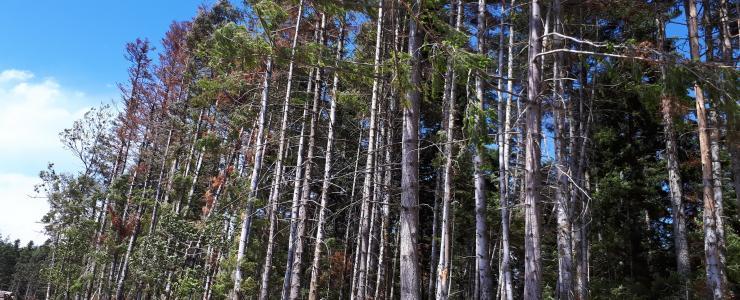 Quelles essences pour faire face au réchauffement climatique?