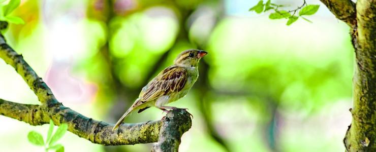 Les oiseaux ne peuvent plus se cacher pour mourir !