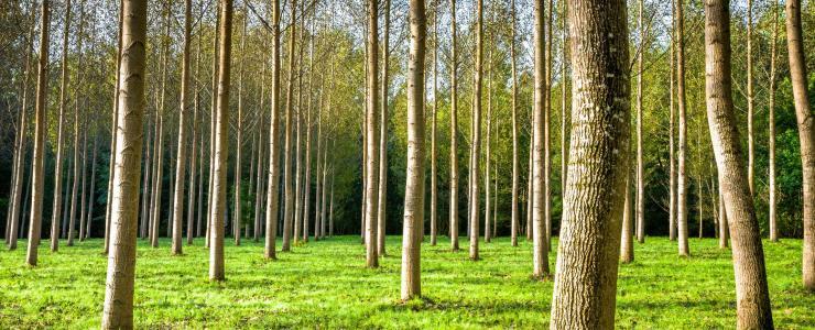 62  Pas de Calais - Une humidité élevée favorise les peupleraies