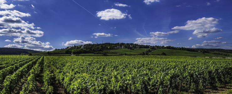 21 Côte d'Or - Un département très boisé