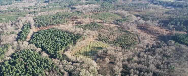 Forêt de production et sa zone humide en Gironde