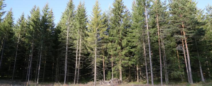 Floresta de produção em Lozère