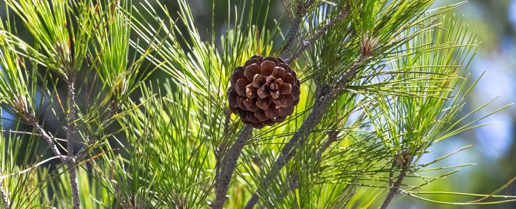 Corsican pine